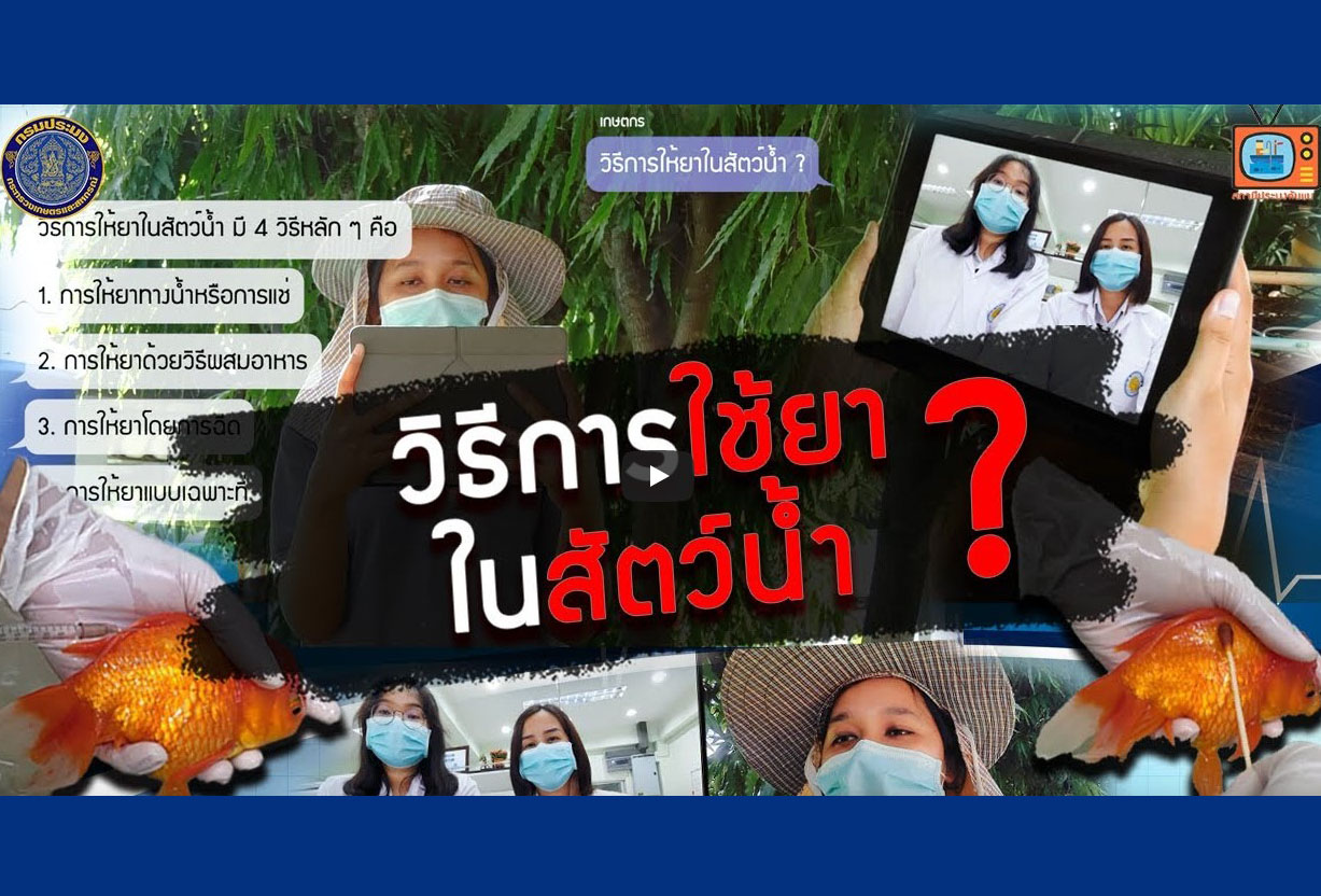 การใช้ยาในสัตว์น้ำ : การใช้ยาและเคมีภัณฑ์ในการเพาะเลี้ยงสัตว์น้ำ EP.4